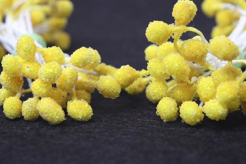 Тичинки для квітів великі цукрові, 5 мм, довжина нитки 6 см, в пучку 50 тичинок, темно-жовті